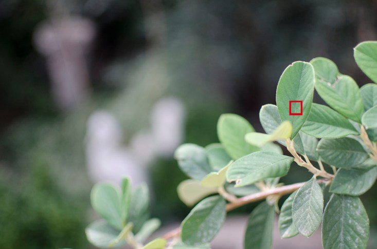 f1.8 1/1250 sg. (ISO 500) _DSC2456 (1.8)