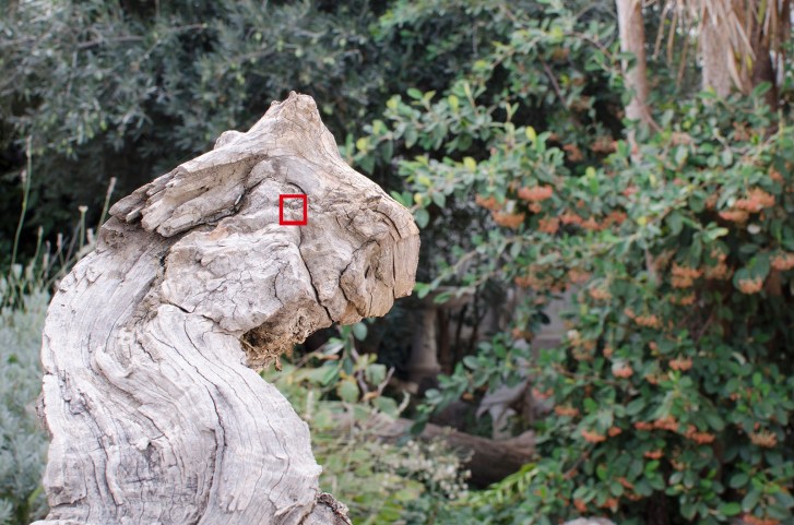 f11 1/60 sg. (ISO 500) _DSC2460 (11) mini