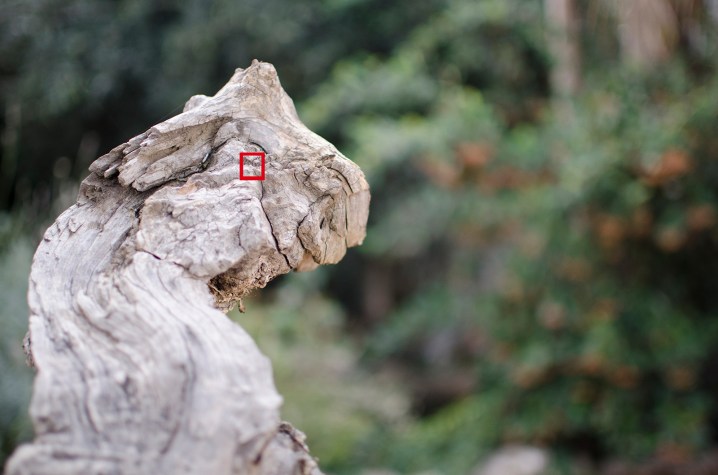 f1.8 1/2500 sg. (ISO 500) _DSC2461 (1.8) mini